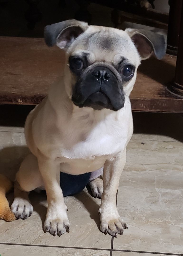 Enlarge Camilli, a Adopted Pug in Virginia Beach, VA image 1/2