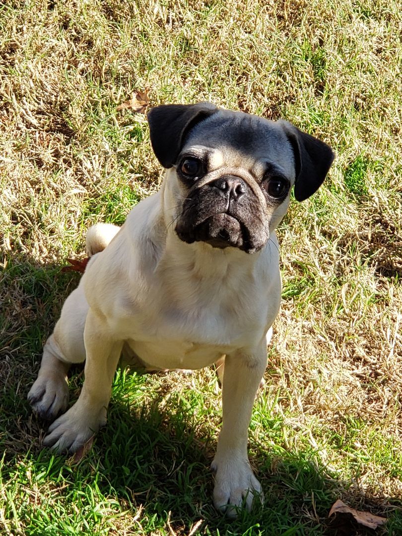 Enlarge Camilli, a Adopted Pug in Virginia Beach, VA image 2/2