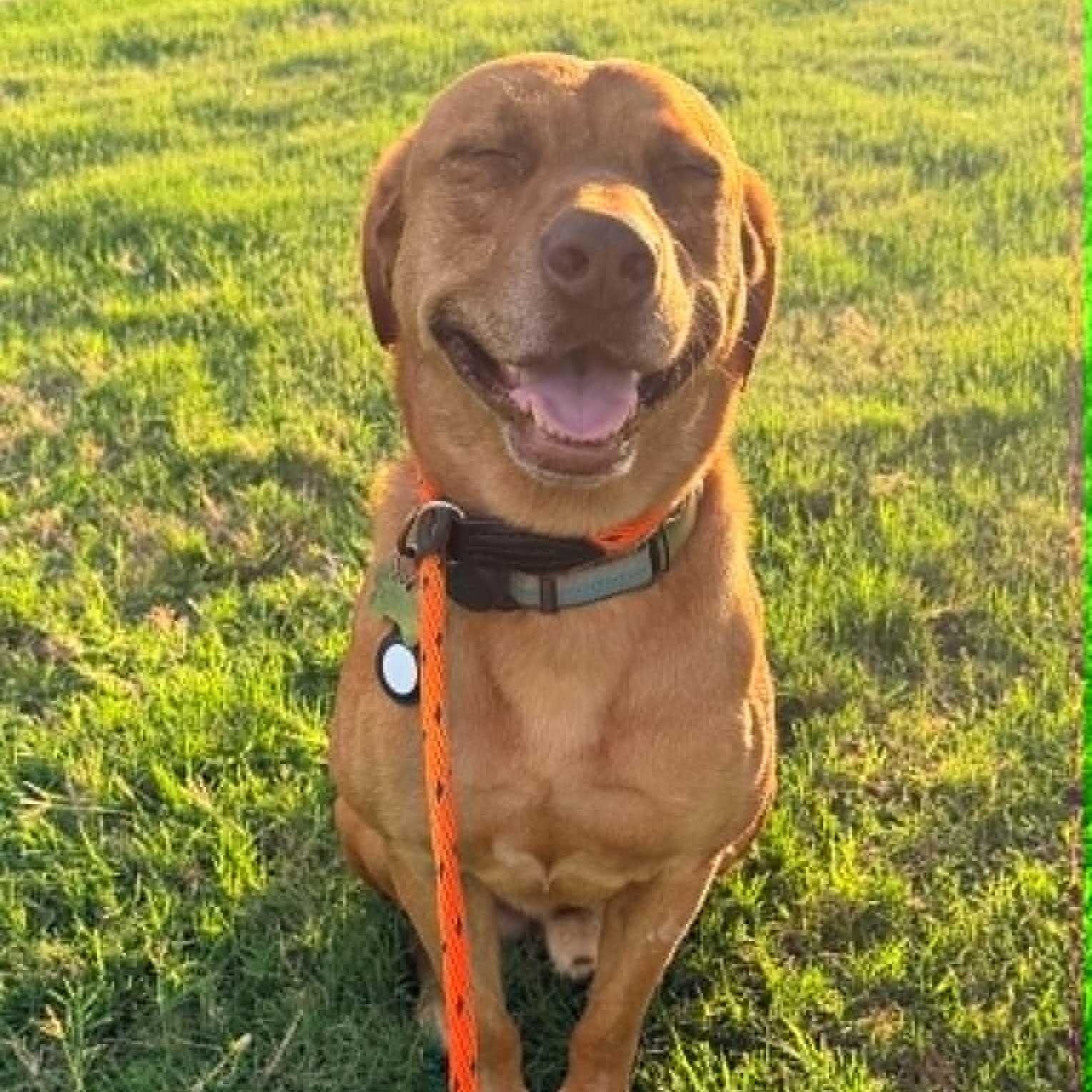 Enlarge BUDDY, a Adoptable mixed breed in Dallas, TX image 5/6