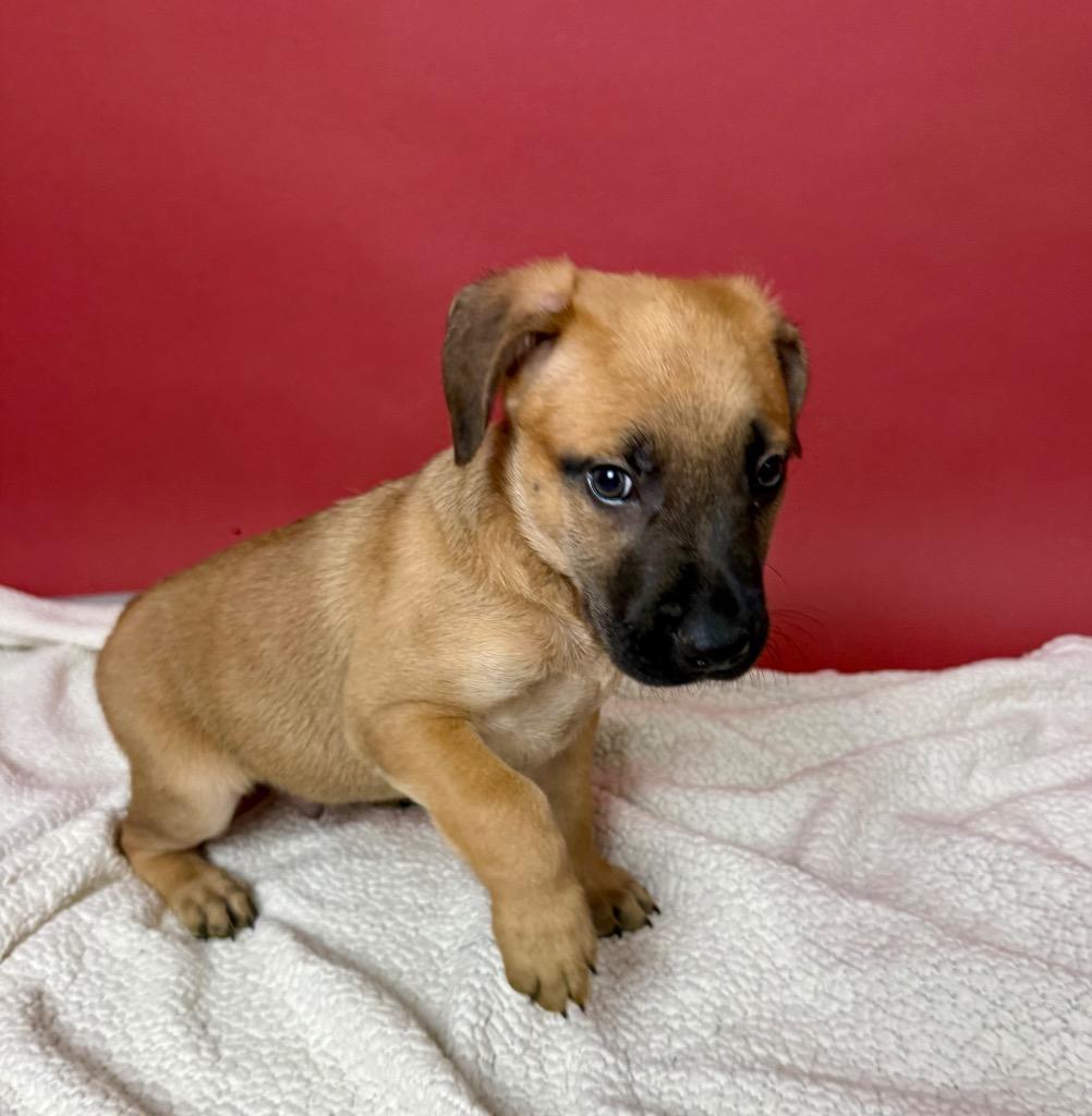 Enlarge Eli Manning, a Adoptable German Shepherd Dog in Alvin, TX image 3/6