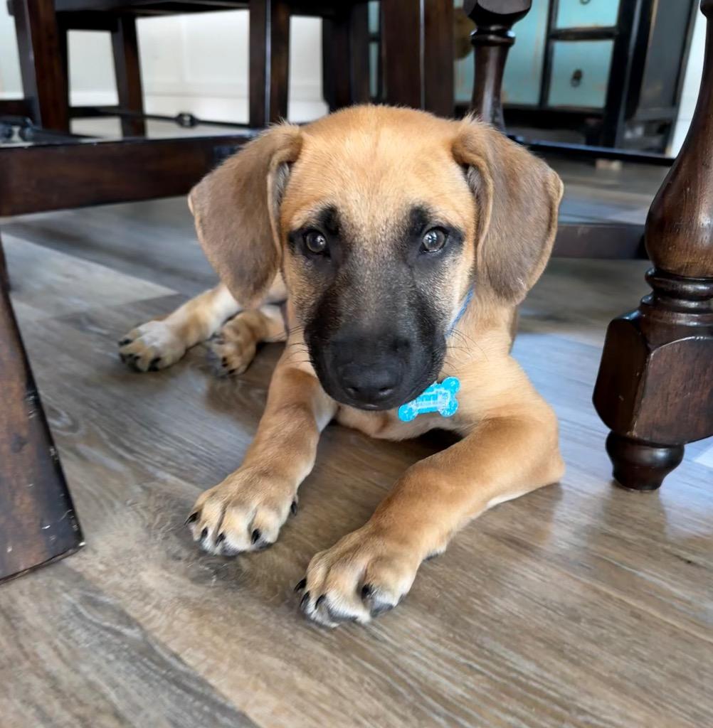 Enlarge Eli Manning, a Adoptable German Shepherd Dog in Alvin, TX image 5/6