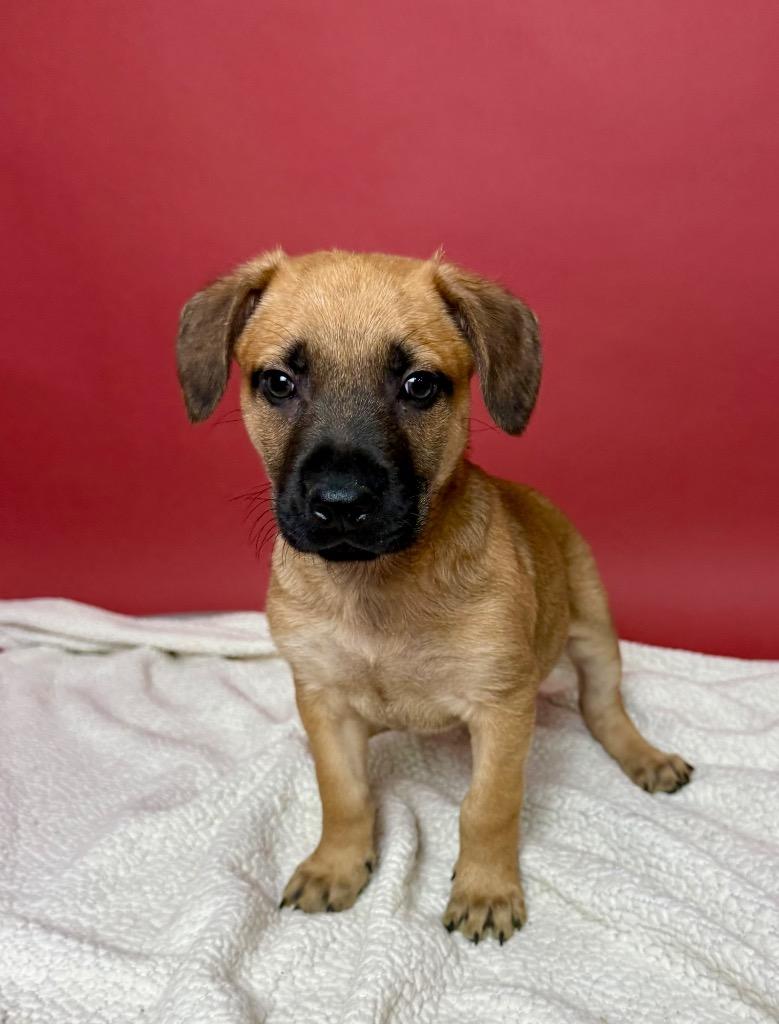 Enlarge Eli Manning, a Adoptable German Shepherd Dog in Alvin, TX image 6/6
