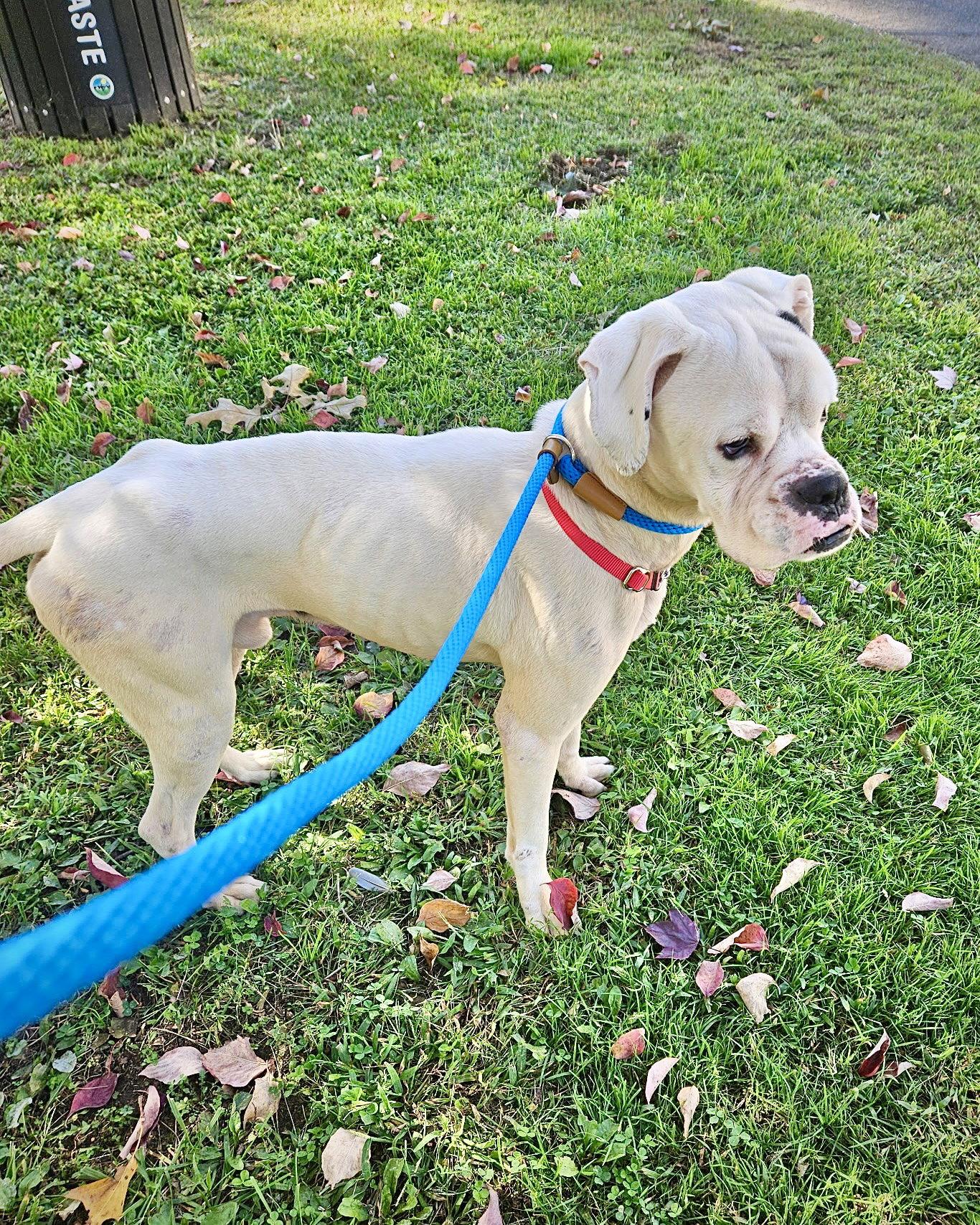 Gus, Adoptable, Adult Male Boxer.