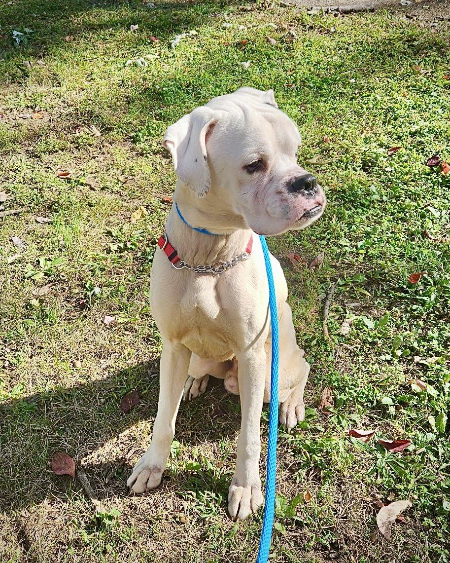 Enlarge Gus, a Adoptable Boxer in Monticello, NY image 2/3