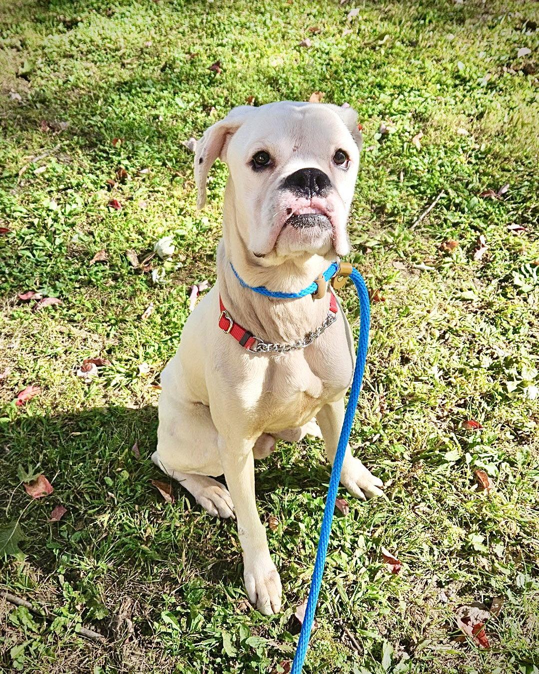 Enlarge Gus, a Adoptable Boxer in Monticello, NY image 3/3