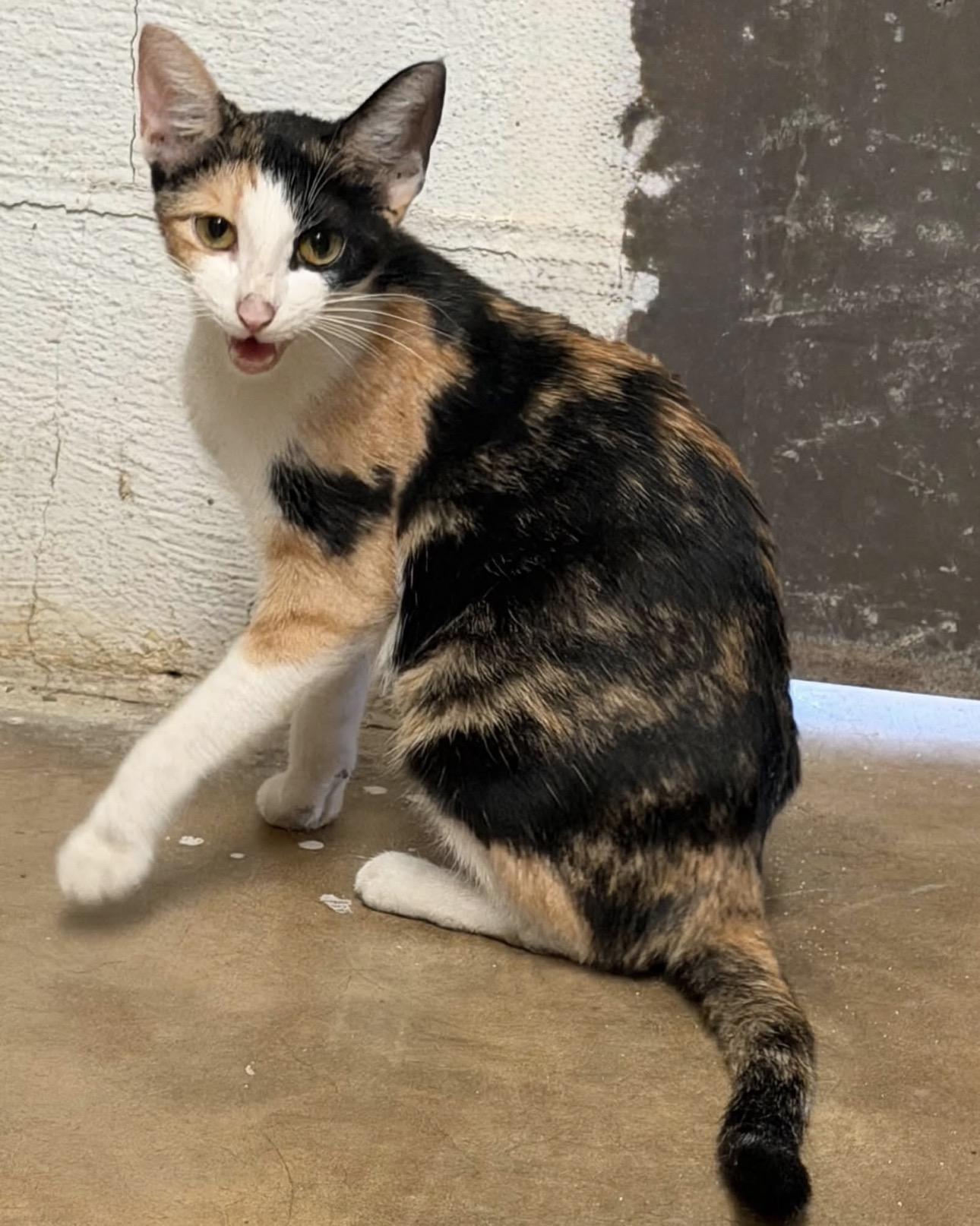 Enlarge Sissy and her kittens, a Adoptable Calico in Vicksburg, MS image 1/2