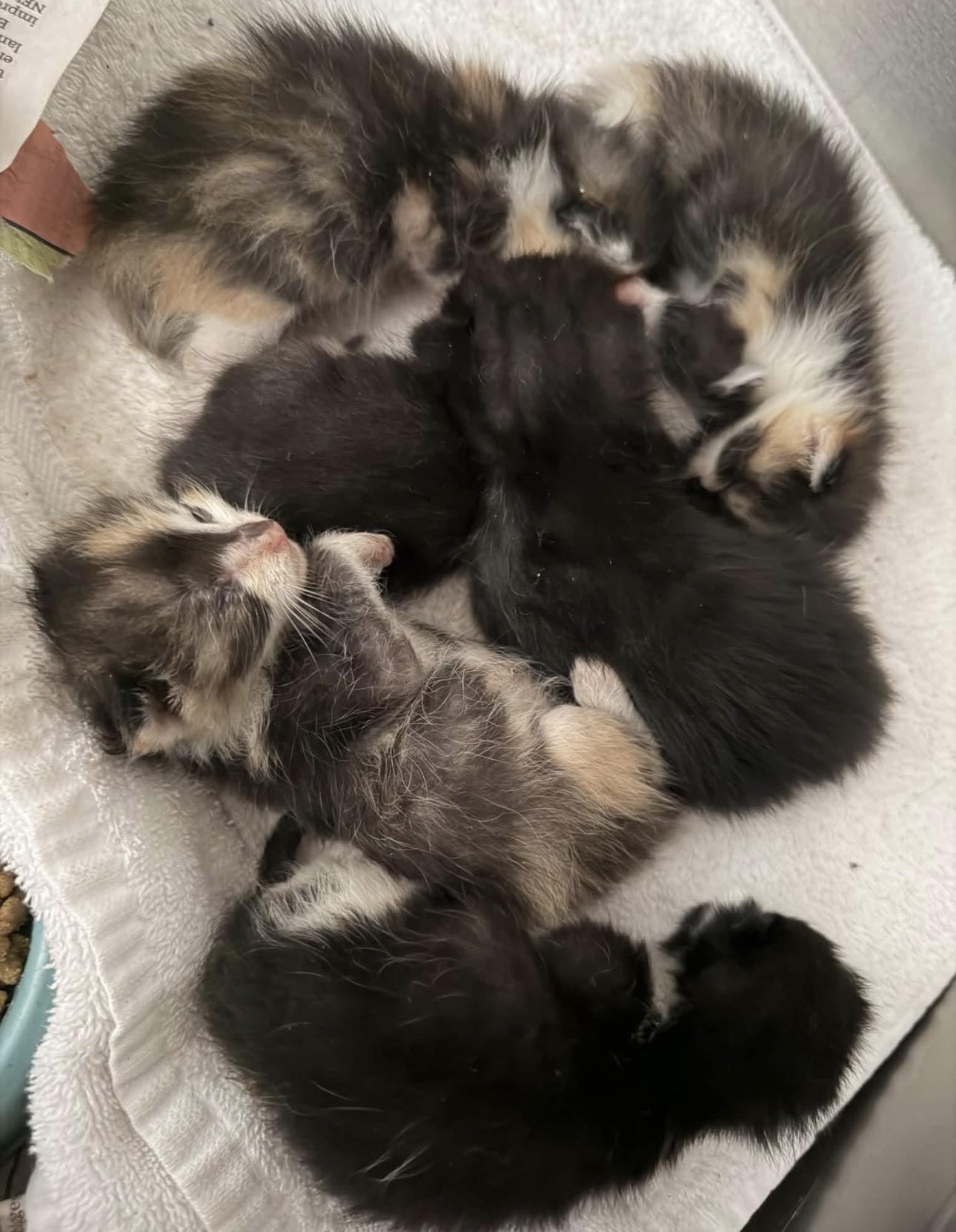 Enlarge Sissy and her kittens, a Adoptable Calico in Vicksburg, MS image 2/2