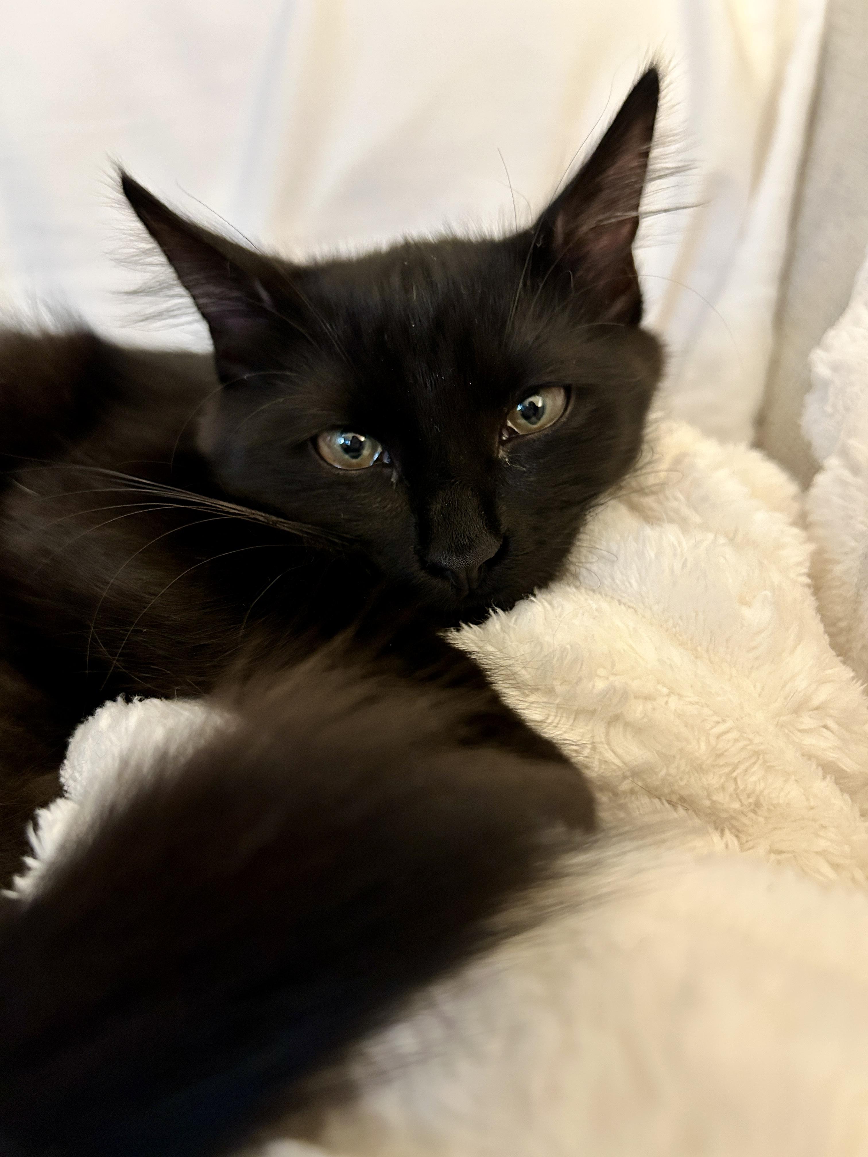 Enlarge Zassy/Zazzy (Fun & Loving), a Adoptable mixed breed in Austin, TX image 1/5