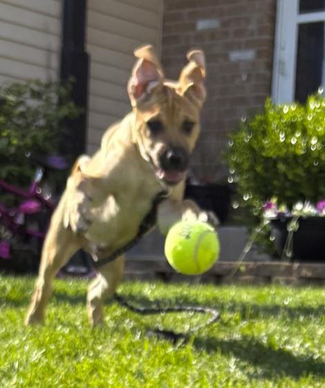 Blackberry, an adopted mixed breed in Plainfield, IL image 4/6