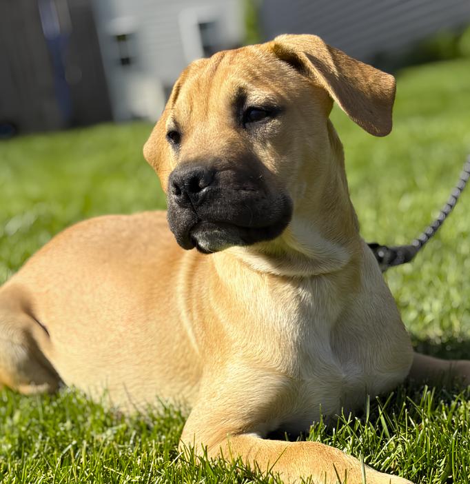Blackberry, an adopted mixed breed in Plainfield, IL image 2/6