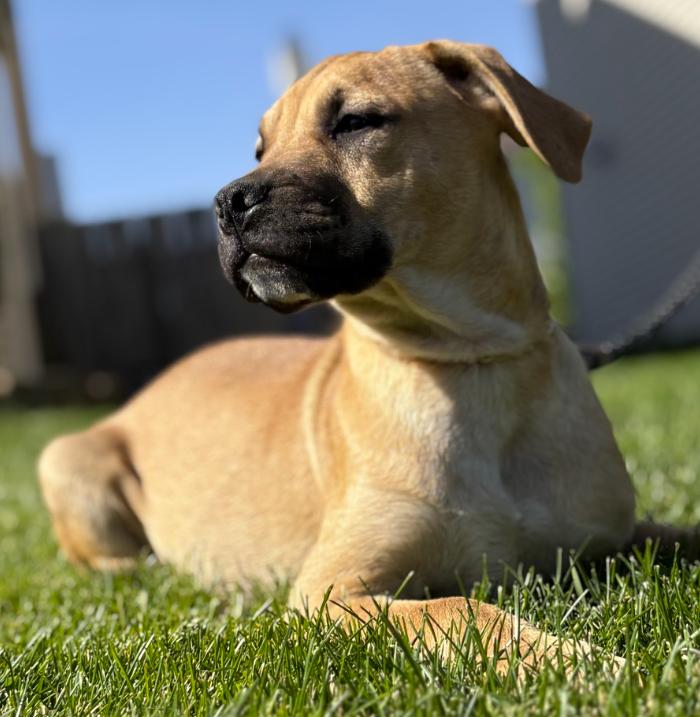 Blackberry, an adopted mixed breed in Plainfield, IL image 3/6