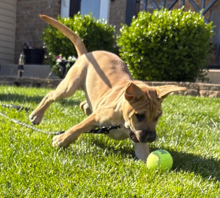 Blackberry, an adopted mixed breed in Plainfield, IL image 6/6