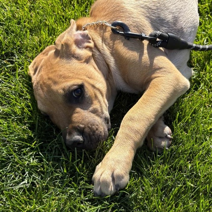 Blackberry, adopted, Puppy Male Boxer & Pit Bull Terrier.