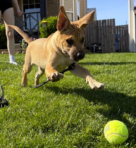 Blackberry, an adopted mixed breed in Plainfield, IL image 5/6