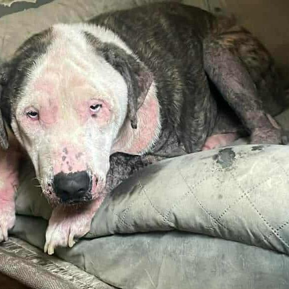 Enlarge Yuna, a Adoptable mixed breed in Spring Hill, KS image 1/1