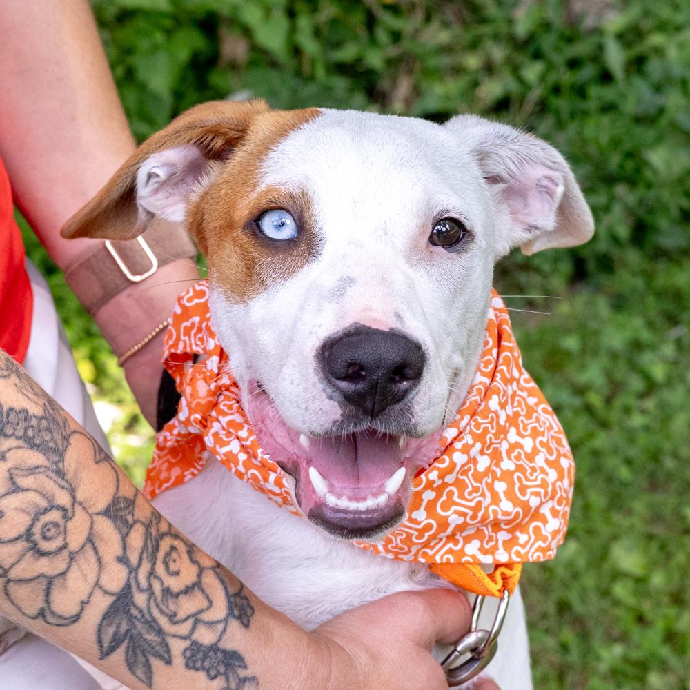 Kacey (Male), a Adoptable mixed breed in West Grove, PA image 5/6