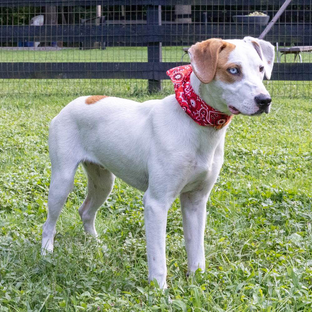 Enlarge Waffles (Male), a Adoptable mixed breed in West Grove, PA image 2/6