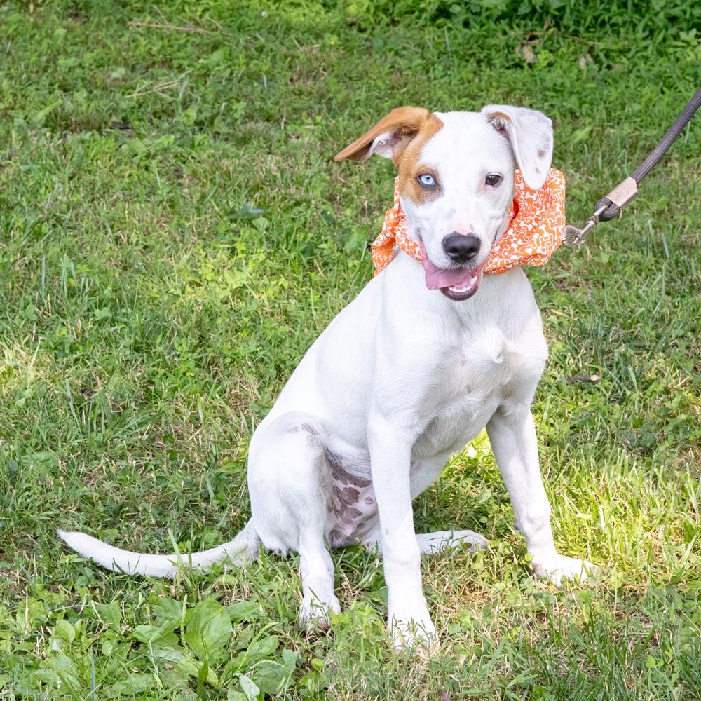 Kacey (Male), Adoptable, Puppy Male Cattle Dog & Beagle.