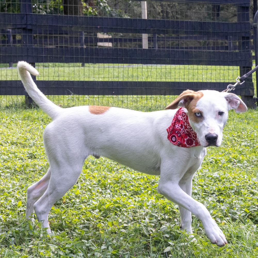 Enlarge Waffles (Male), a Adoptable mixed breed in West Grove, PA image 4/6