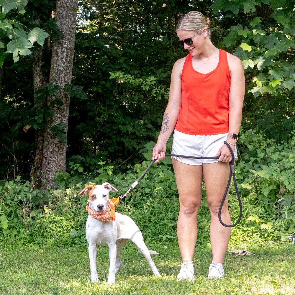 Kacey (Male), a Adoptable mixed breed in West Grove, PA image 6/6