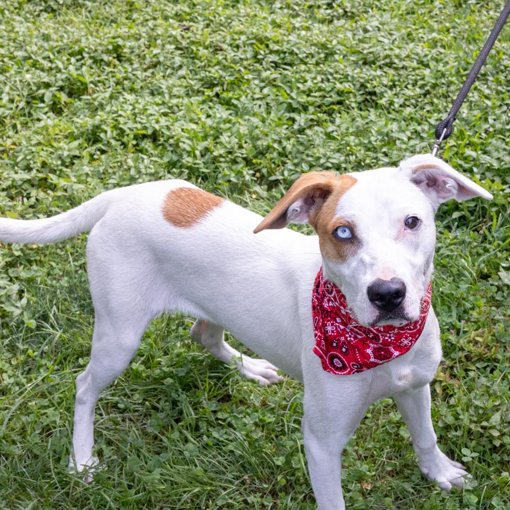 Enlarge Waffles (Male), a Adoptable mixed breed in West Grove, PA image 6/6