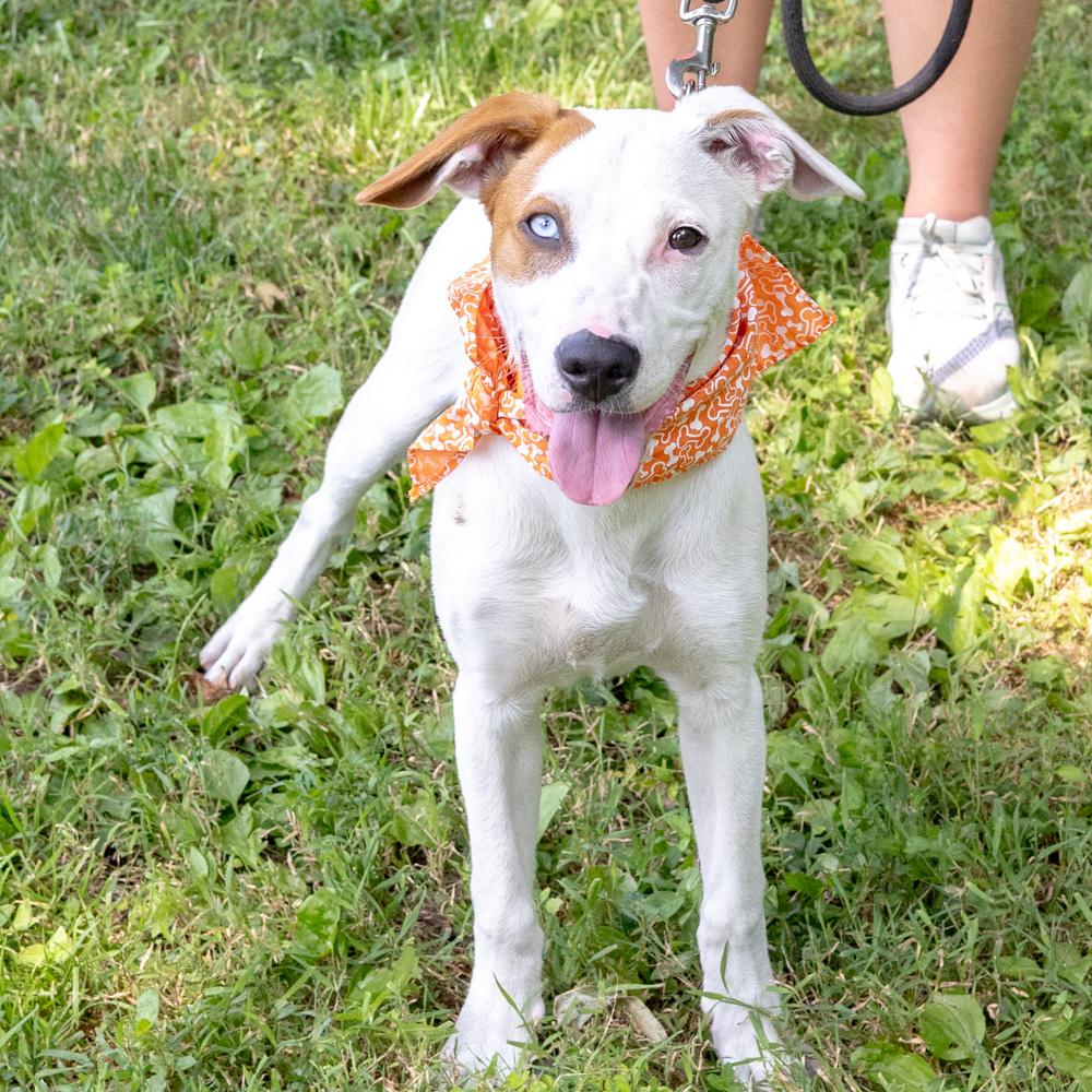 Kacey (Male), a Adoptable mixed breed in West Grove, PA image 3/6