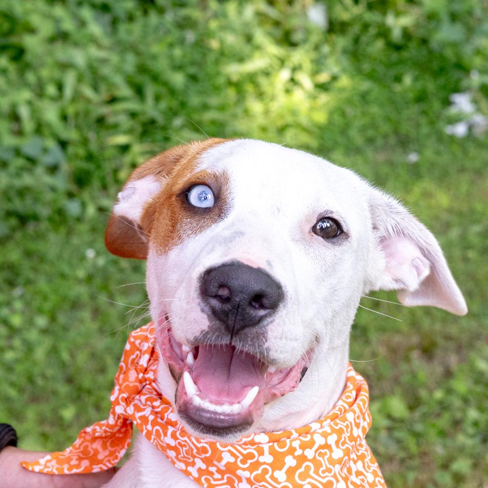 Kacey (Male), a Adoptable mixed breed in West Grove, PA image 2/6