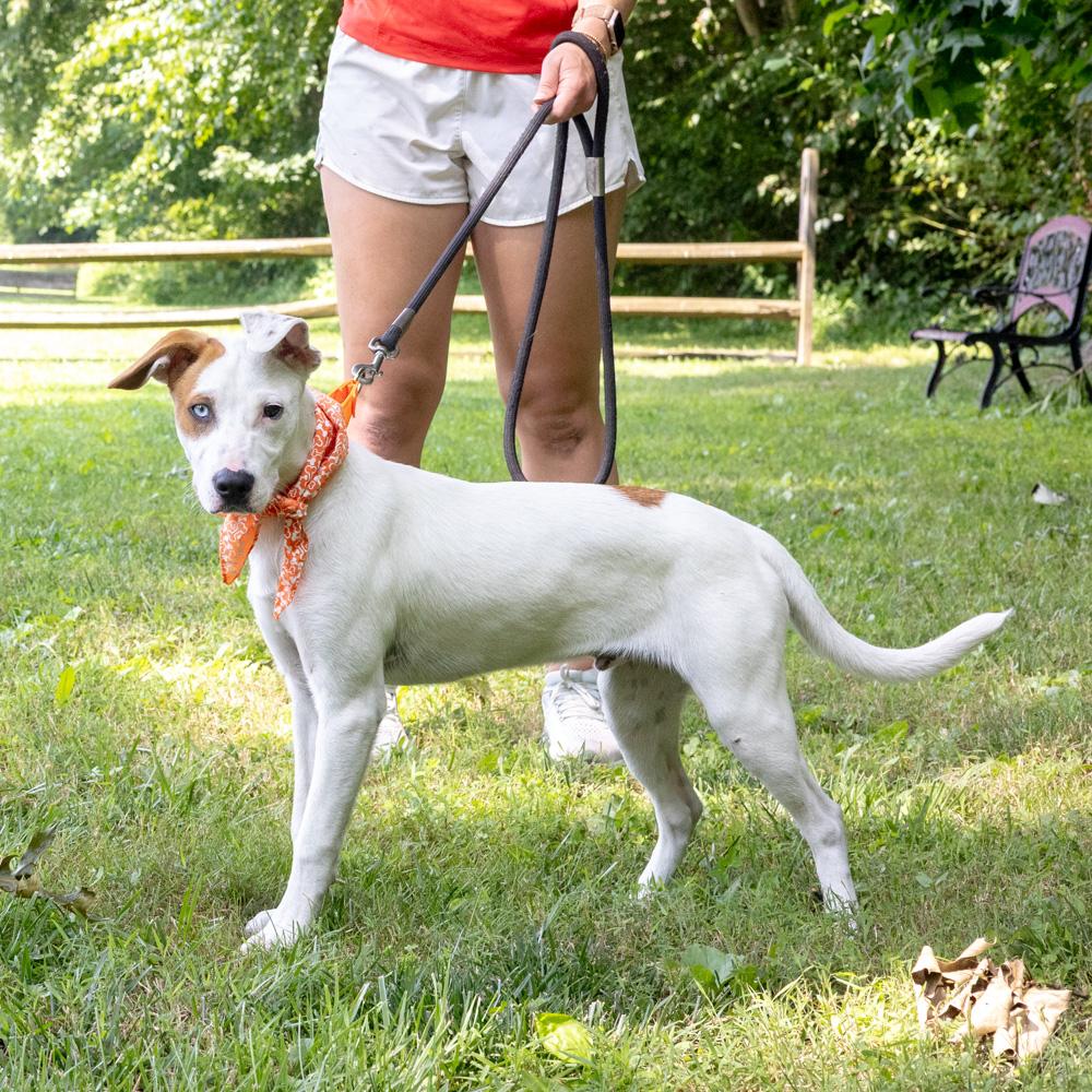 Kacey (Male), a Adoptable mixed breed in West Grove, PA image 4/6