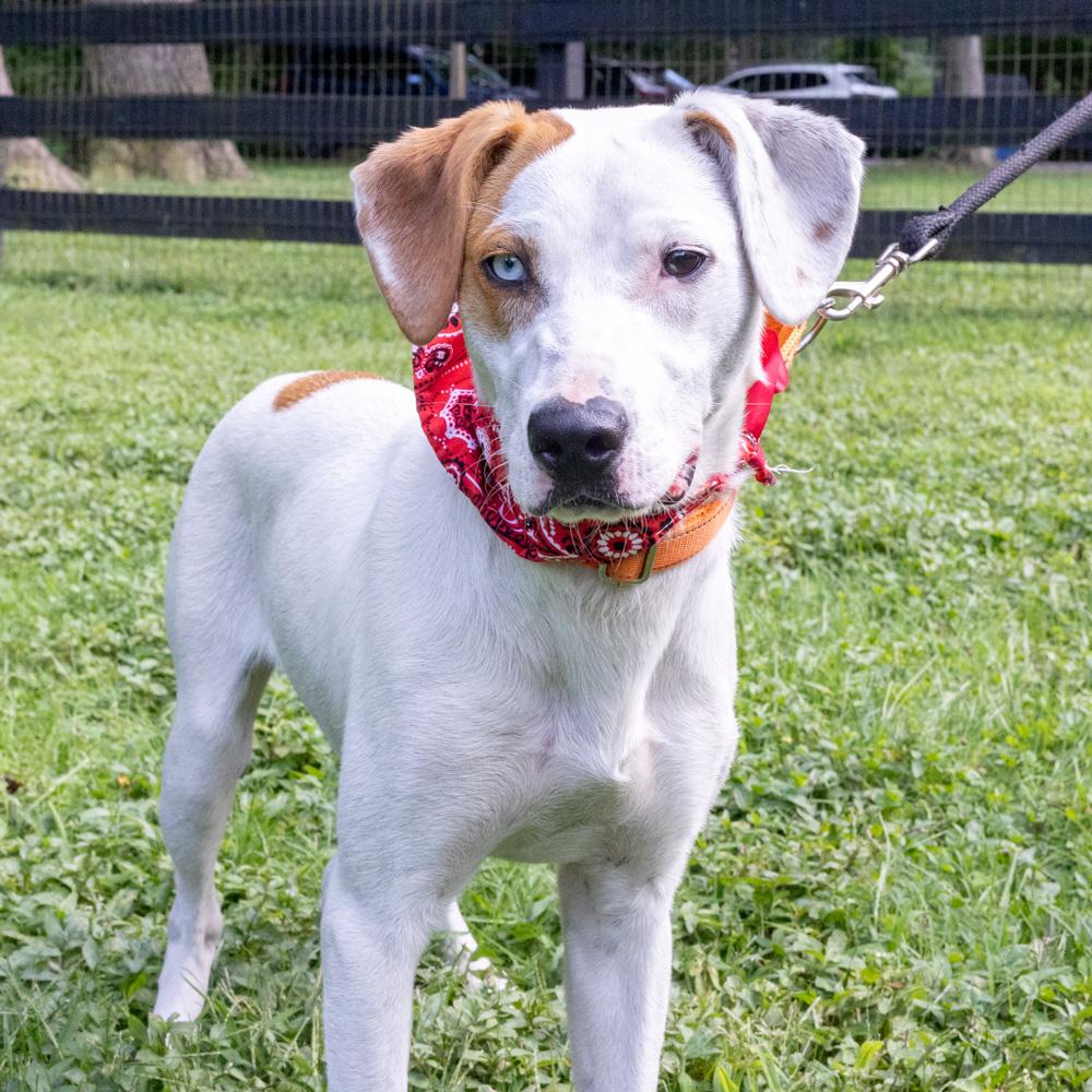 Enlarge Waffles (Male), a Adoptable mixed breed in West Grove, PA image 1/6