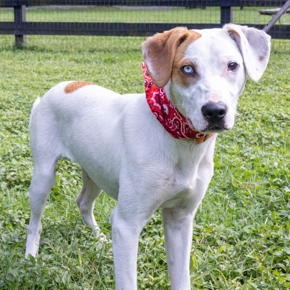 Enlarge Waffles (Male), a Adoptable mixed breed in West Grove, PA image 5/6