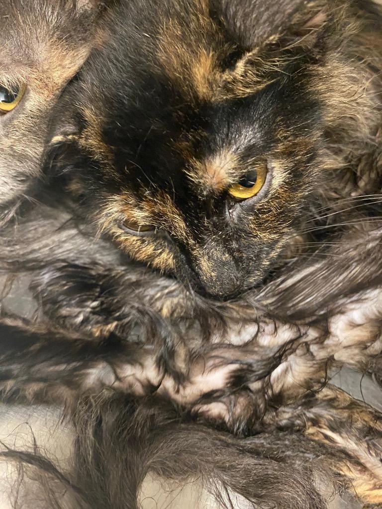 Belcher 3, Adoptable, Young Female Domestic Short Hair.