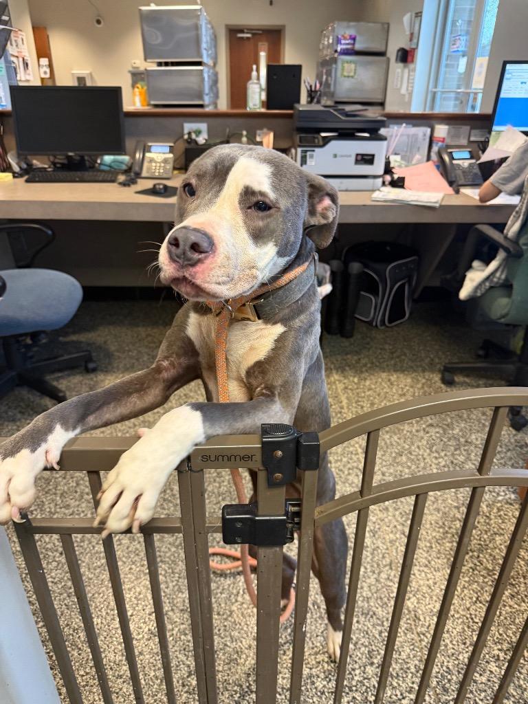 June, Adoptable, Adult Female Mixed Breed.