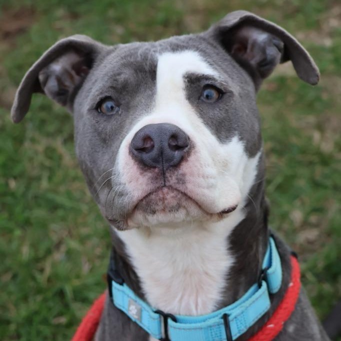 June, Adoptable, Adult Female Mixed Breed.