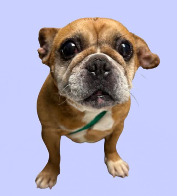 Enlarge Periwinkle, a Adoptable mixed breed in Hollister, CA image 1/1