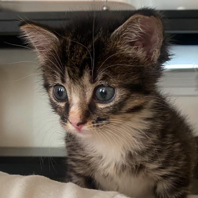 Mr. Socks — thumbnail 2