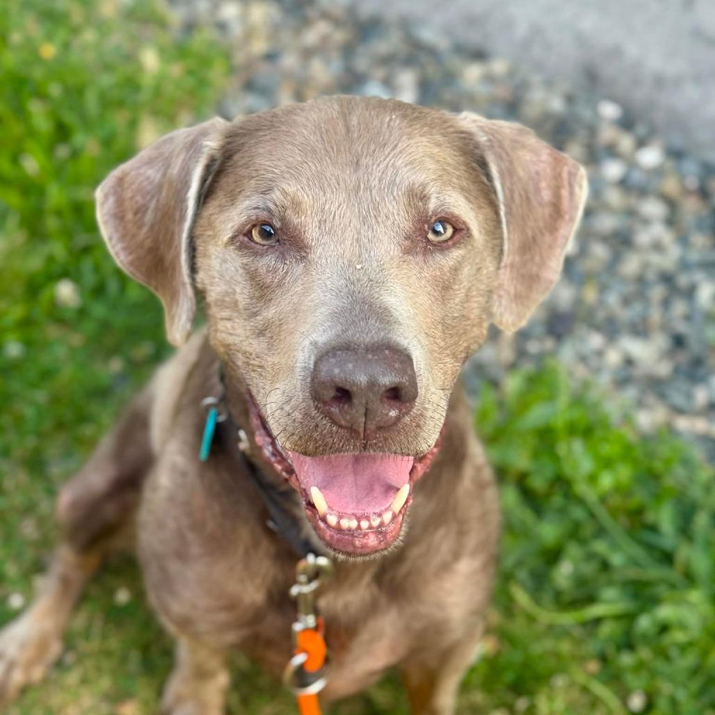 Hank, a Adoptable Labrador Retriever in Tacoma, WA image 2/5