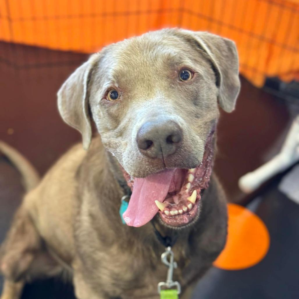 Hank, a Adoptable Labrador Retriever in Tacoma, WA image 3/5
