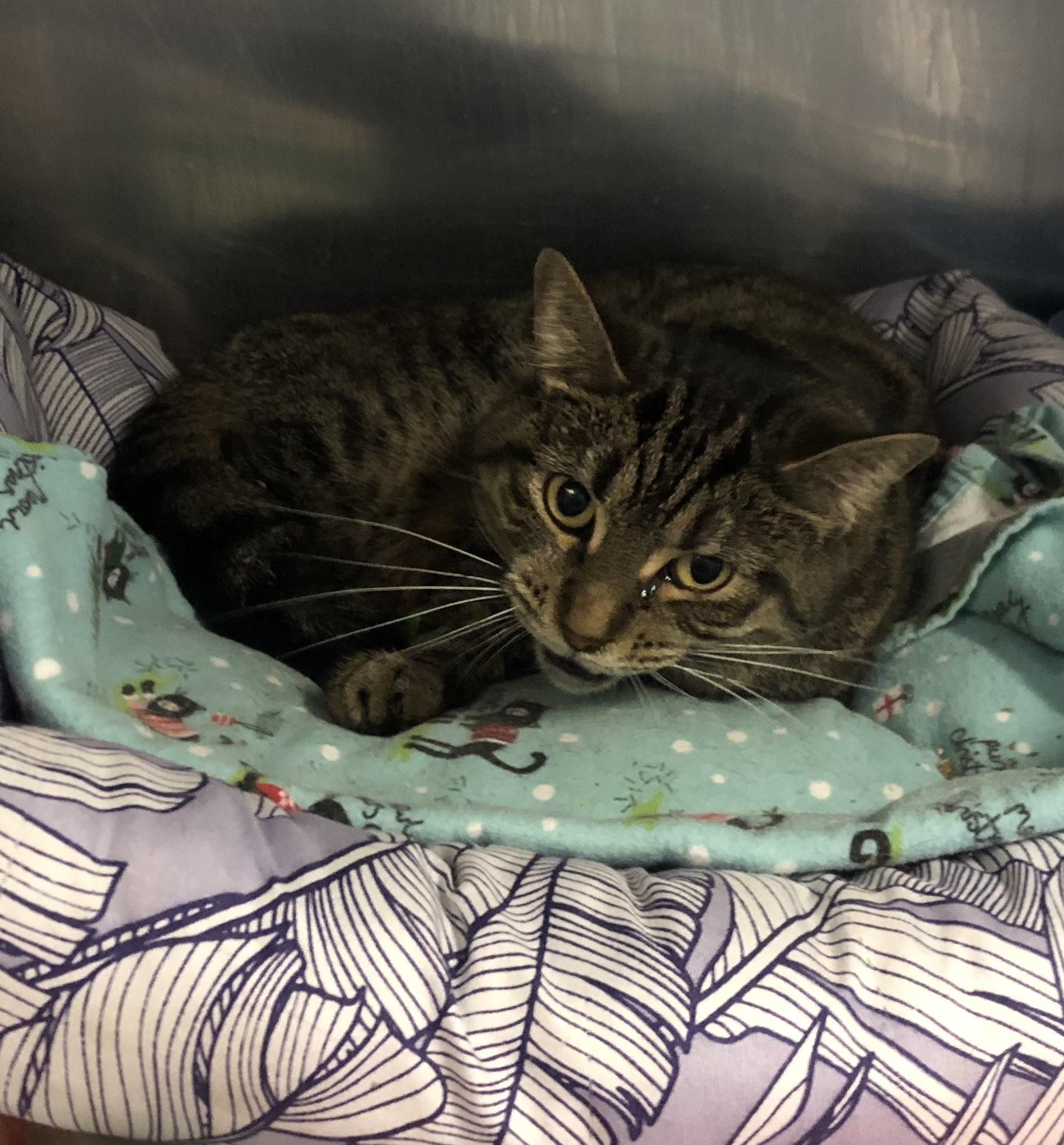 Tilly, ADOPTABLE, Adult Female Domestic Short Hair.