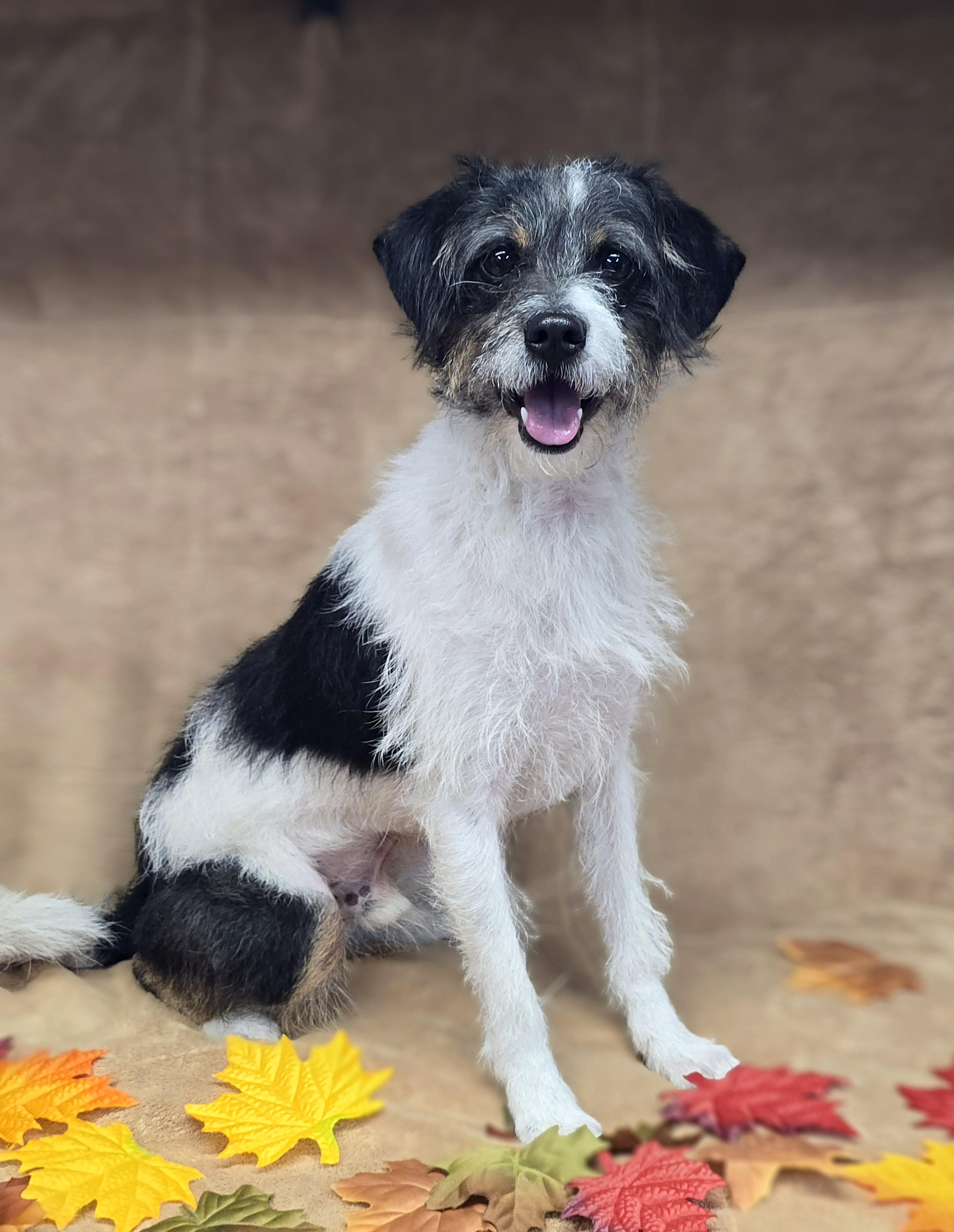 Enlarge Jimmy, a Adoptable mixed breed in San Pedro, CA image 1/6