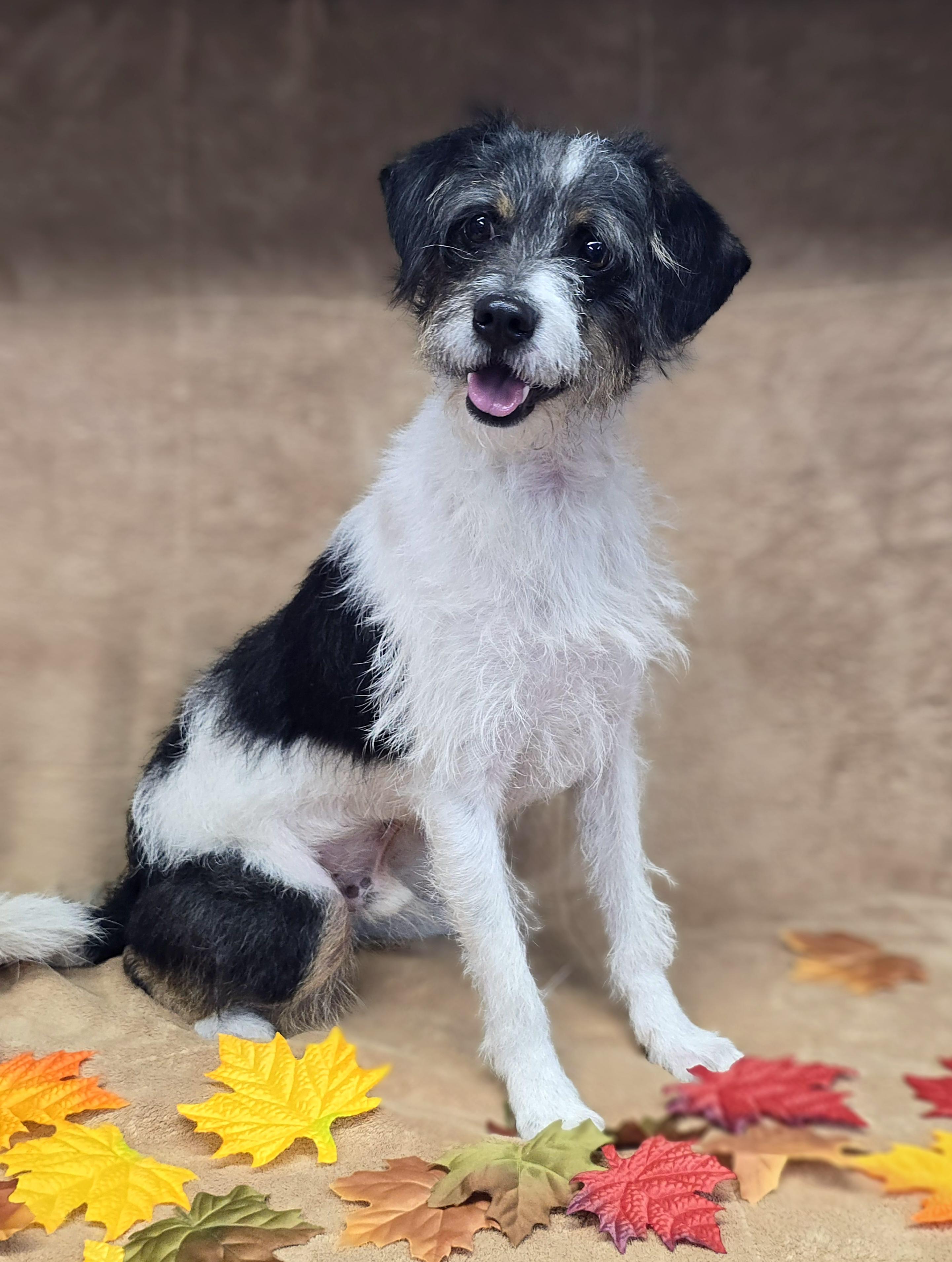 Enlarge Jimmy, a Adoptable mixed breed in San Pedro, CA image 5/6