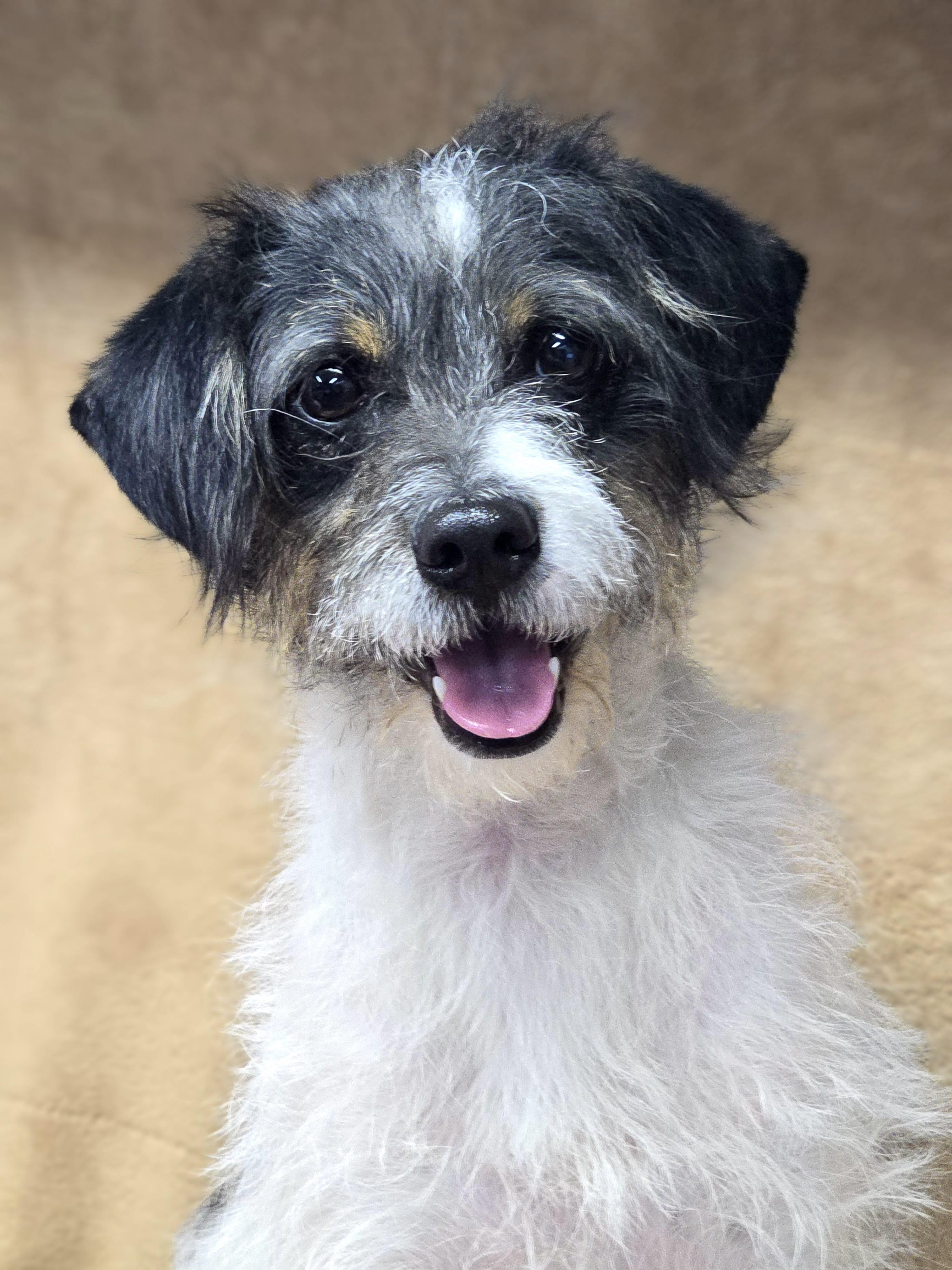 Enlarge Jimmy, a Adoptable mixed breed in San Pedro, CA image 4/6