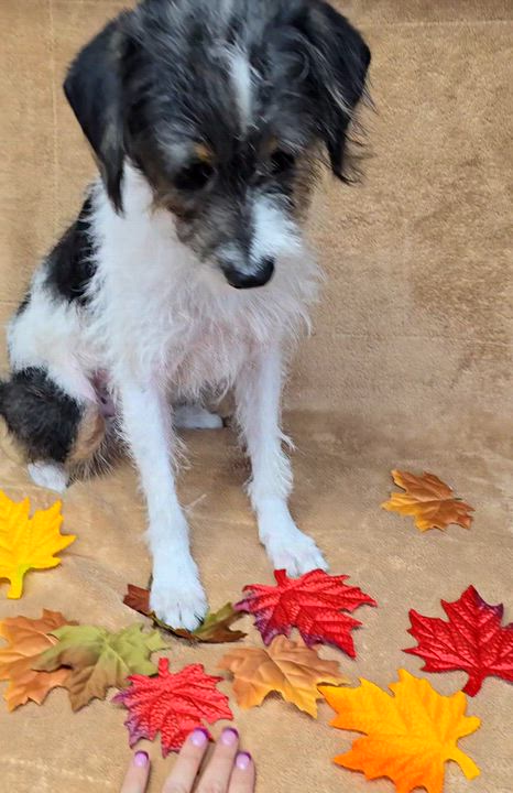 Enlarge Jimmy, a Adoptable mixed breed in San Pedro, CA video 3/6