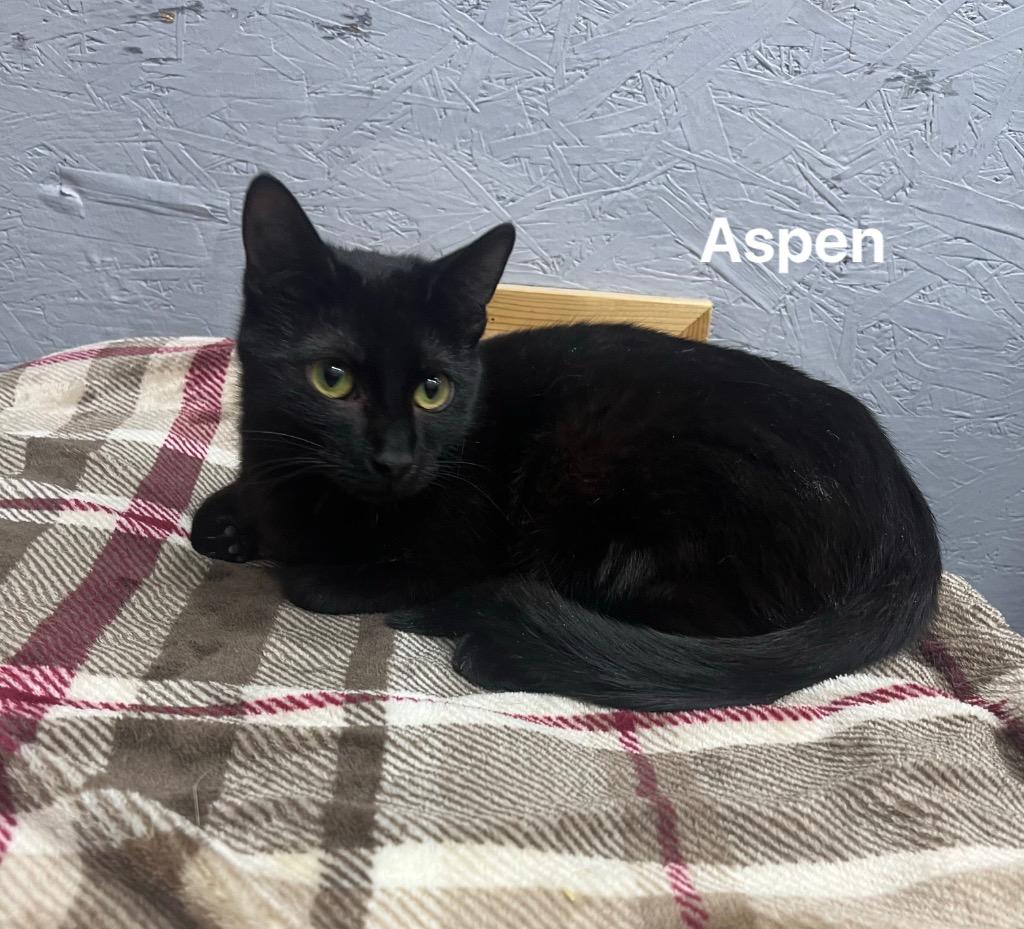 Aspen, a Adoptable Bombay in Kell, IL image 1/2