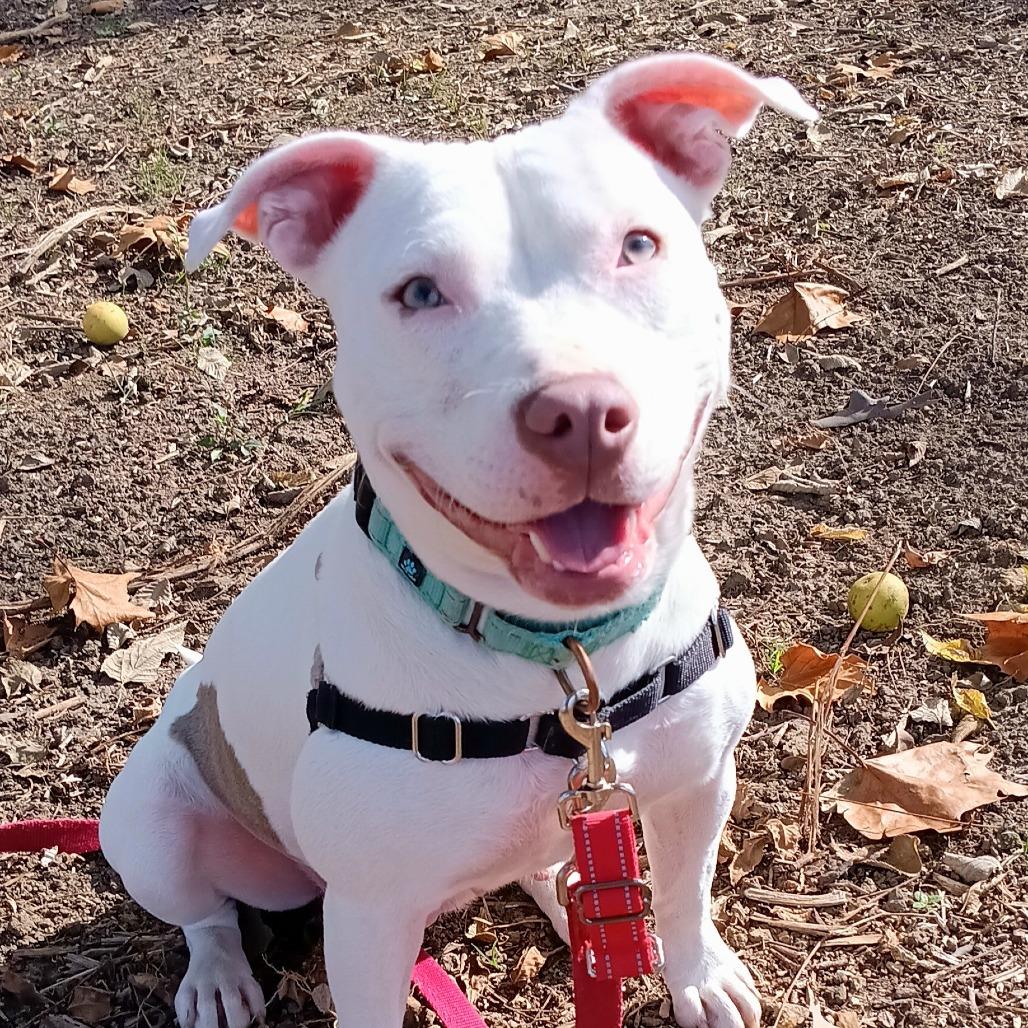 Enlarge Capri-Sun, a Adoptable Mixed Breed in Washington Township, OH image 1/6