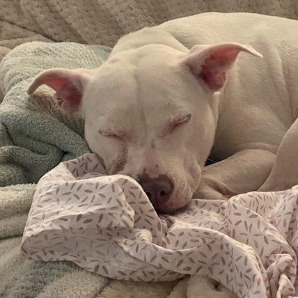 Enlarge Capri-Sun, a Adoptable Mixed Breed in Washington Township, OH image 2/6