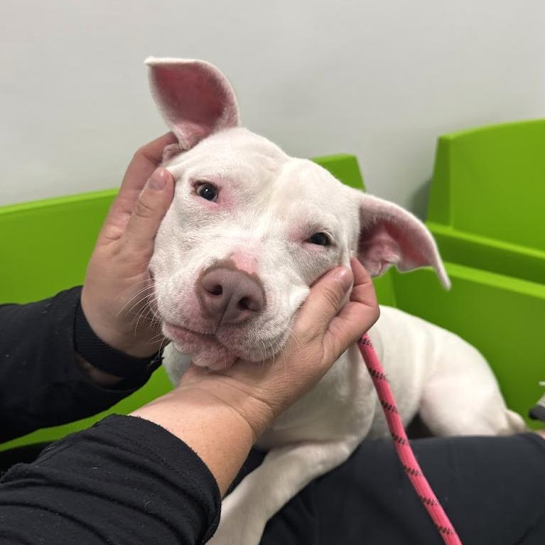 Enlarge Capri-Sun, a Adoptable Mixed Breed in Washington Township, OH image 3/6