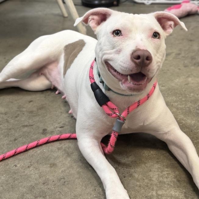 Enlarge Capri-Sun, a Adoptable Mixed Breed in Washington Township, OH image 5/6