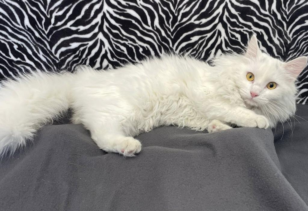 Enlarge Mr. Fancy Pants, a Adoptable Domestic Long Hair in Benld, IL image 1/2