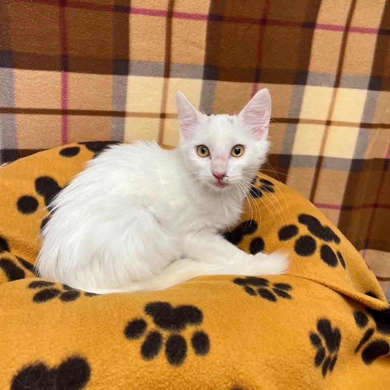 Enlarge Mr. Fancy Pants, a Adoptable Domestic Long Hair in Benld, IL image 2/2