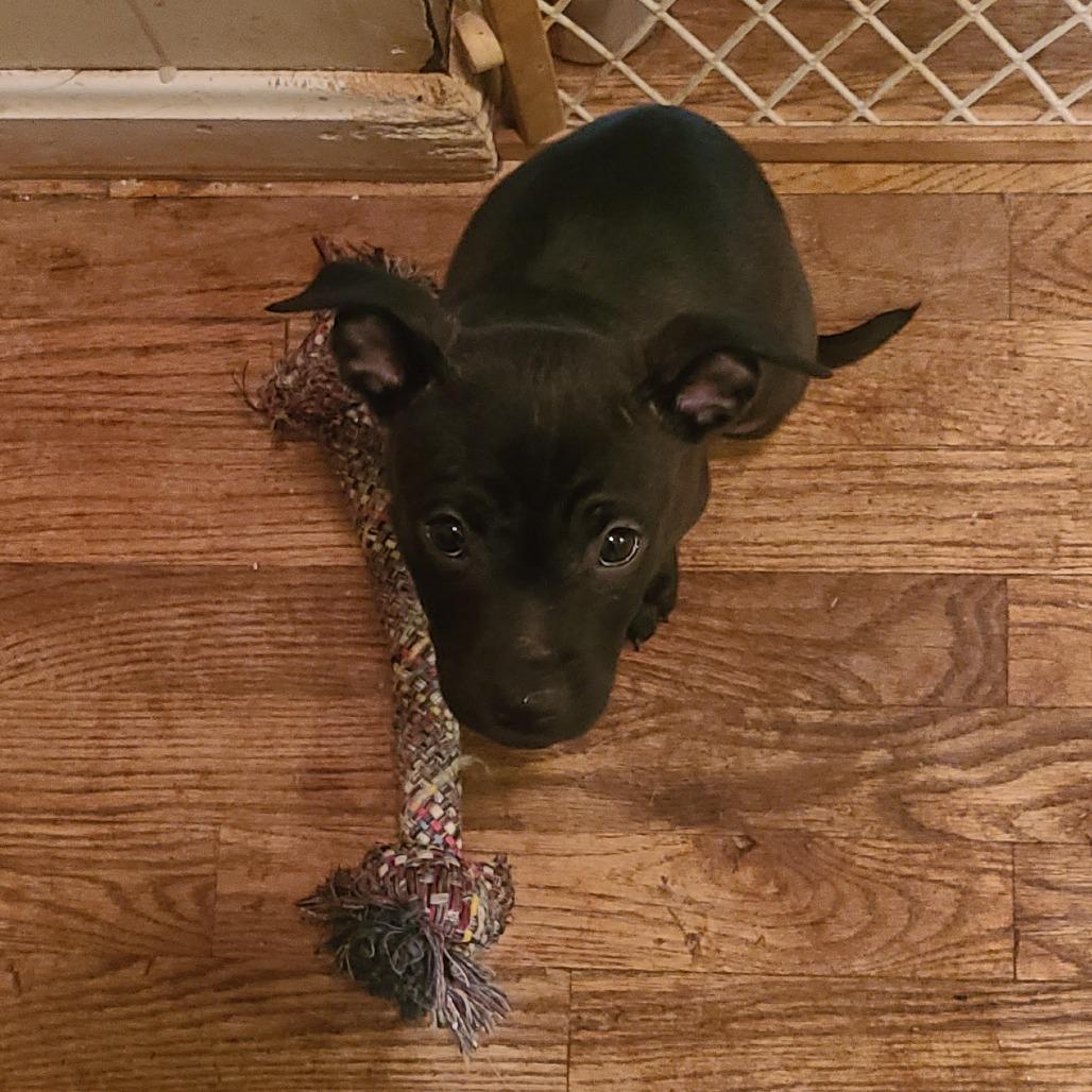 Dortene, Adoptable, Puppy Female Mixed Breed.